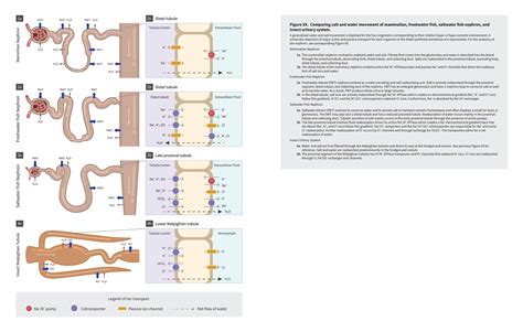 41 Osmoregulation In Animals Living In Aquatic Environment