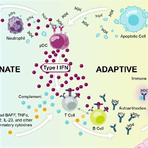 Type I Interferons And Immune Complex Formation Contributes To Organ Download Scientific