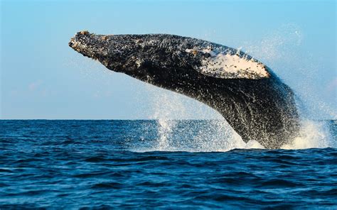 Destinos Para Ver Ballenas En M Xico M Xico Ruta M Gica