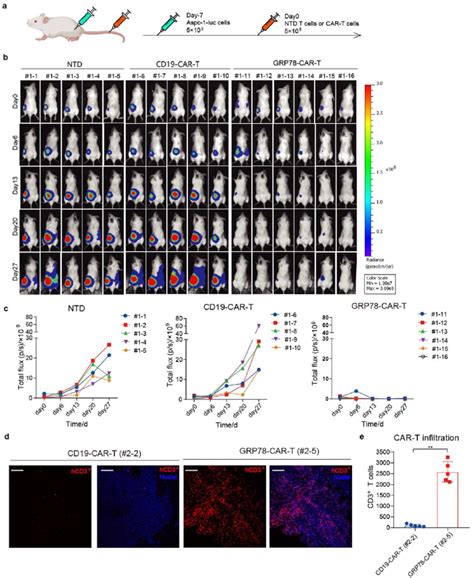 Grp78 Car T Cells Block Pancreatic Tumor Growth In An Ncg Xenograft