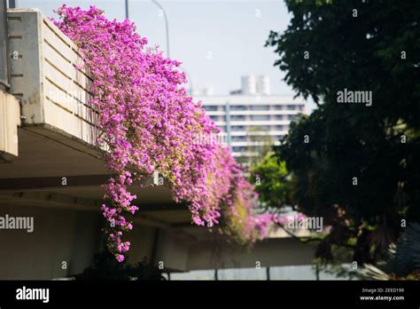 Pink Colour Bougainvillea Planted On A Road Bridge For Beautify Purpose