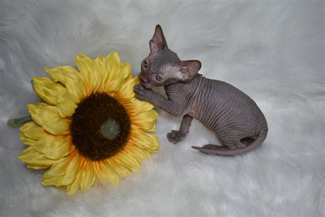 Black Sphynx Sphynx Kittens Hairless Kittens — Nocoatkitty Sphynx