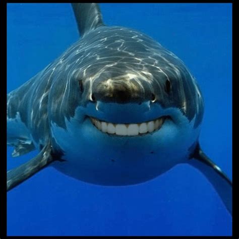 Shark with Human Teeth