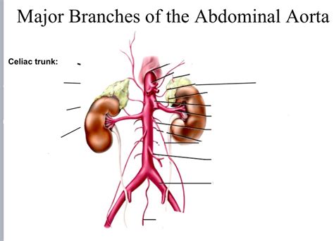 Branches Of The Abdominal Aorta Diagram Quizlet