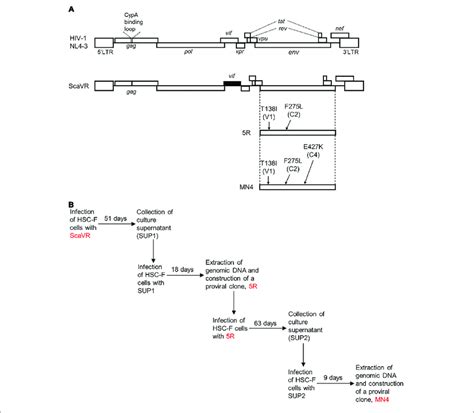 Proviral Clones Used In This Study A Genomes Of Hiv Nl And