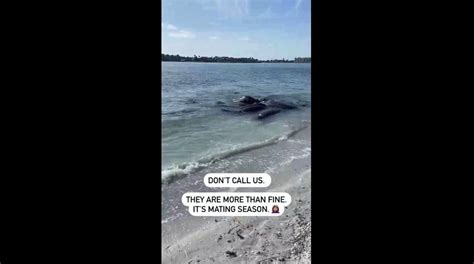 Wild Manatee Sex Rituals Spark Issues For Florida Police If You See This No You Didn T Fox