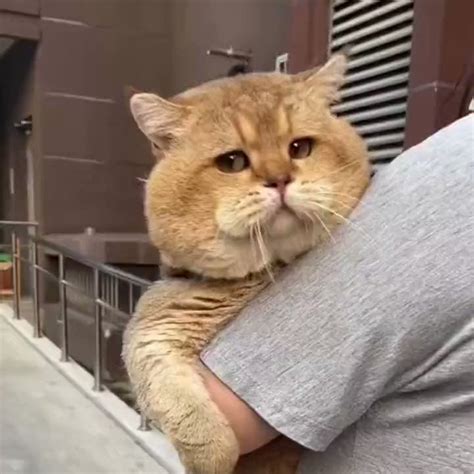 Evadichand On Twitter Rt Buitengebieden Garfield In Real Life