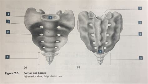 Sacral Vertebrae Diagram Quizlet