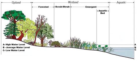 Tidal Wetland Vegetation In The Lower Coos Watershed Partnership For