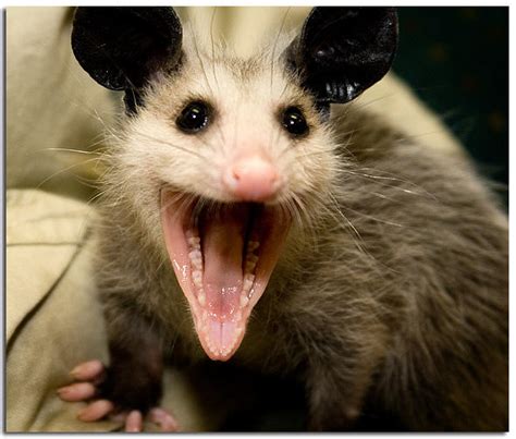 Laughing Possum By Llama25 On Deviantart