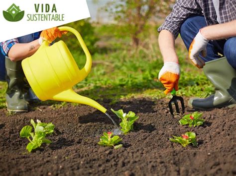 10 Consejos Prácticos Para Cuidar Tus Plantas De Manera Efectiva ︎