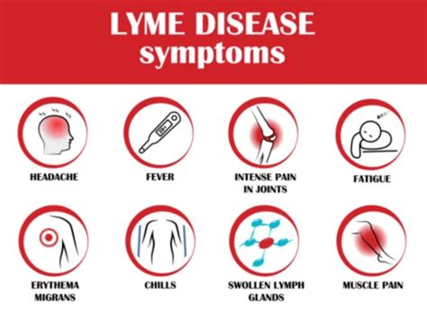 Lyme Disease New Evidence Suggests Its An Std