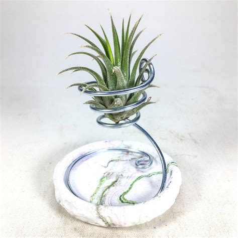 Tillandsia Ionantha Green M Hava Bitkisi Air Plant Gurme Bitki