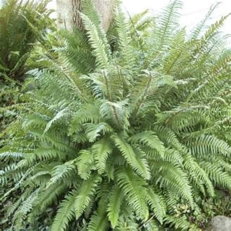 Polystichum munitum - Devil Mountain Wholesale Nursery