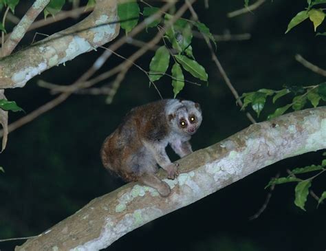 The Bengal Slow Loris Disappearing Gently Into That Good Night