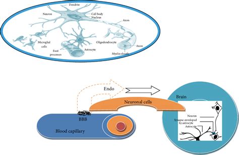 Antibody Directed Enzyme Prodrug Therapy Semantic Scholar