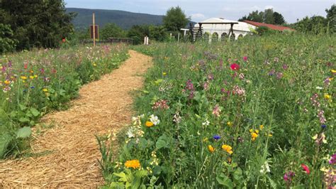 Frau Holles Blumenwiesen Begehbare Bl Hwiesen Im Geo Naturpark