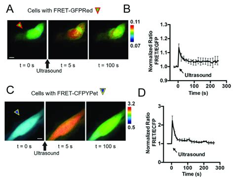 A New FRET Based Ca 2 Biosensor With EGFP And FusionRed Fluorophores