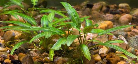 Cryptocoryne Wendtii Species Tropical Fish Hobbyist Magazine