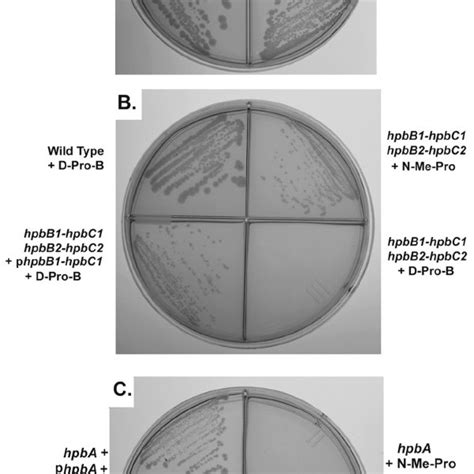 Growth Phenotypes A Growth Of The P Denitrificans Wild Type Strain