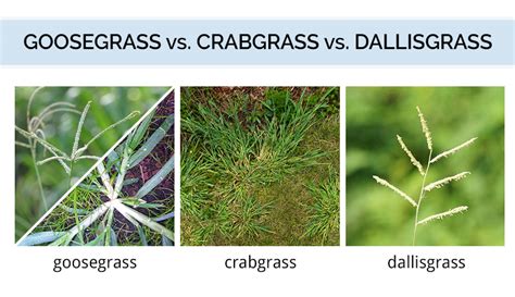 The Goosegrass Identification Guide