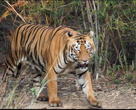 Tadoba Andhari Tiger Reserve Chandrapur District All You Need