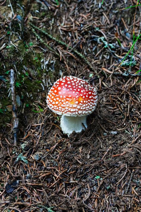 Amanita muscaria o mosca agárica un hongo venenoso y psicoactivo que