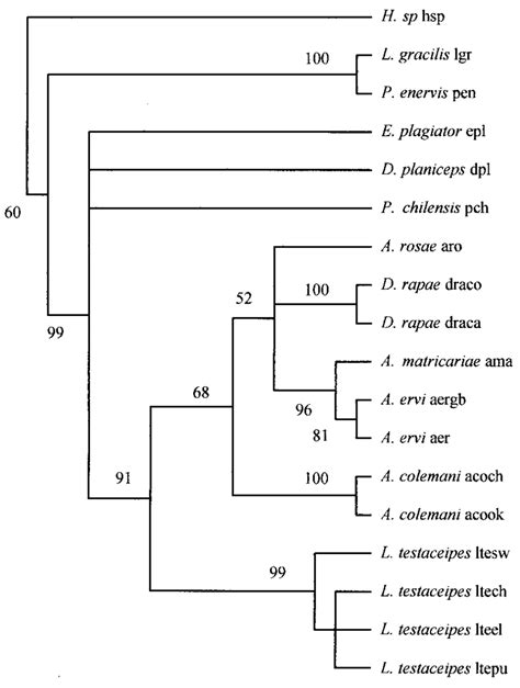 Single Most Parsimonious Tree Yielded By Maximum Parsimony Analysis For Download Scientific