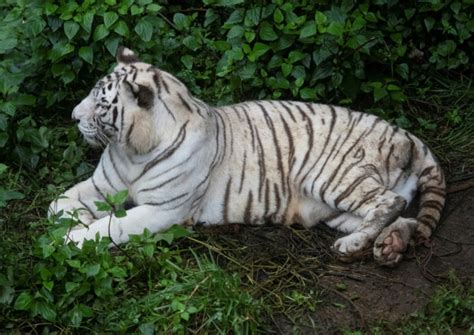 China purrs over white tiger triplets, China News - AsiaOne