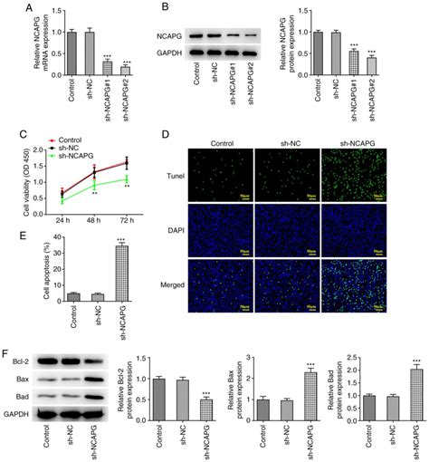 Knockdown Of Ncapg Promotes The Apoptosis And Inhibits The Invasion And