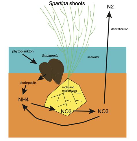 Spartina Salt Marshes Marine Biology