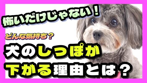 犬のしっぽが下がる理由とは？怖いだけじゃない、意外な理由も？気持ちを読み解こう🐕 Youtube