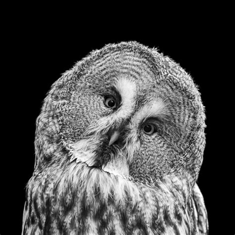 Paul Coghlin — New work: RAPTOR - black and white portraits of birds of prey