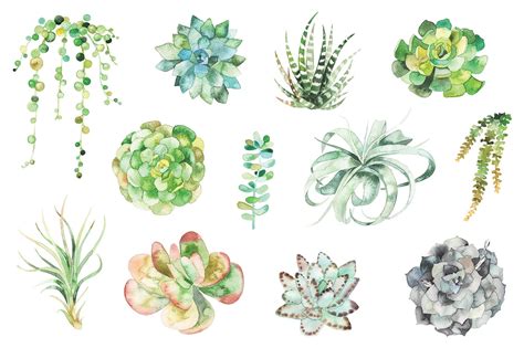 Watercolor Succulent Set Succulent Art Succulents Drawing Succulent