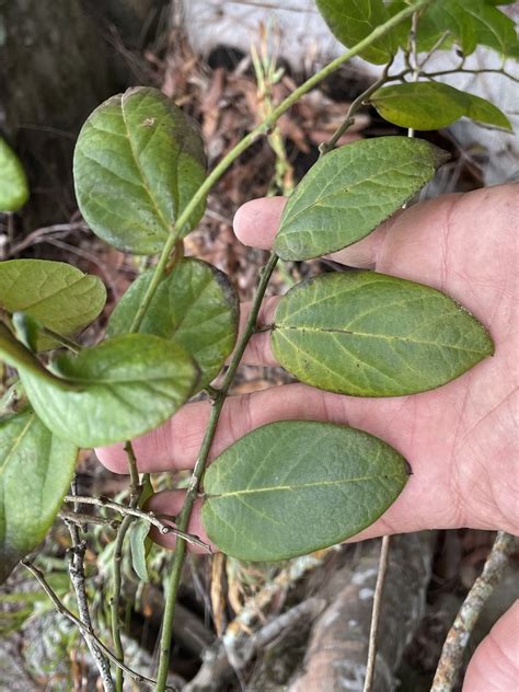 Hypserpa Decumbens From Esplanade Boreen Point Qld Au On April