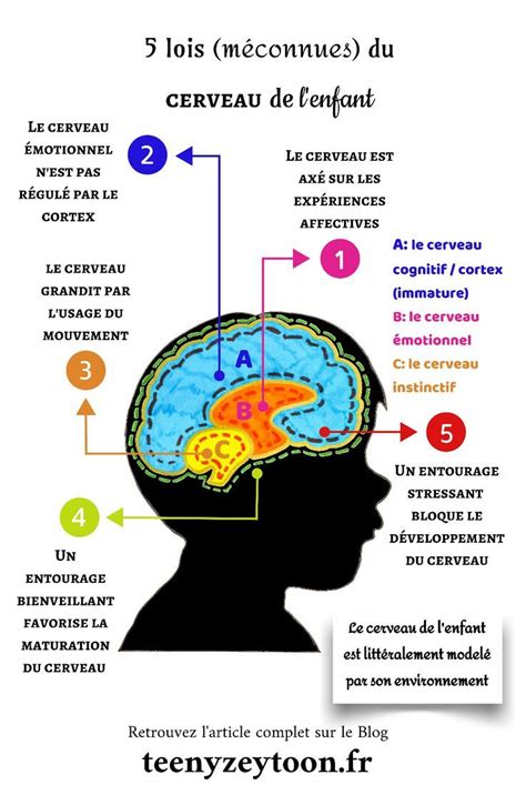 5 Lois Du Cerveau De Lenfant Education Bienveillante Sophrologie