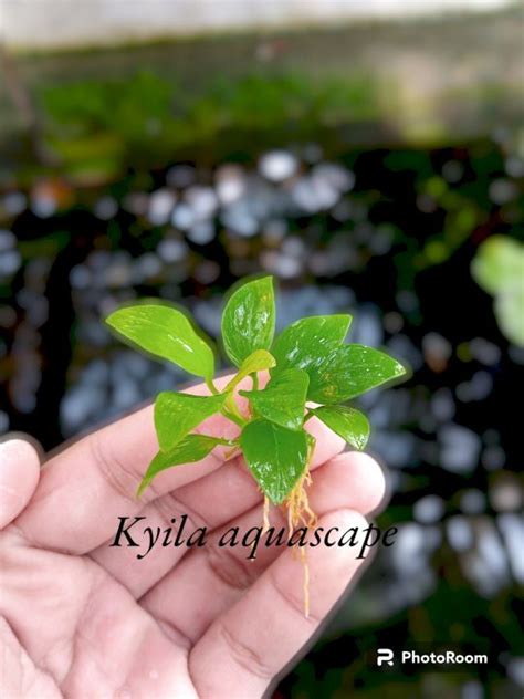 Anubias Golden Ukuran S Tanaman Aquascape Lazada Indonesia