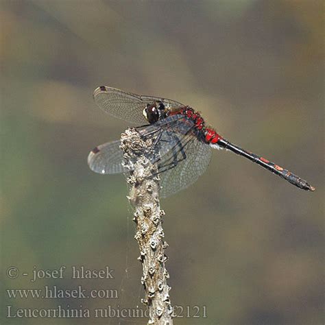 Leucorrhinia Rubicunda Northern White Faced Darter Ruby Whiteface