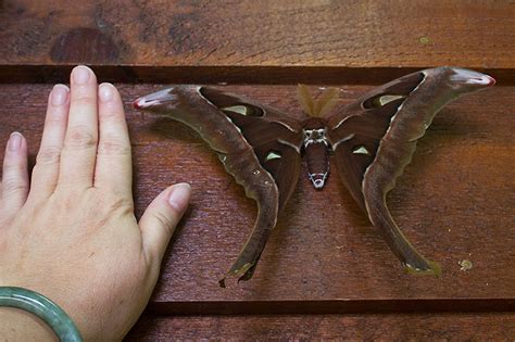 Hercules Moth - Crater Lakes Rainforest Cottages - accommodation on the ...