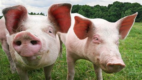 Tierhaltungskennzeichnung Im Bundestag Beschlossen Tierwohl Label Für Schweinehaltung Kommt