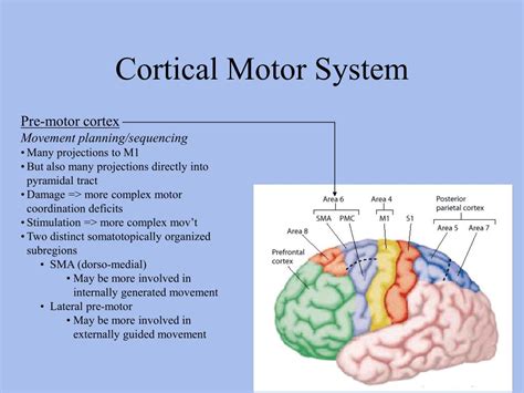 Ppt Postsynaptic Neuron Powerpoint Presentation Free Download Id 394585