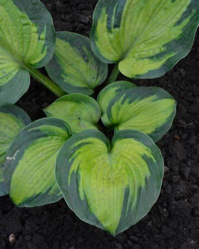 Variegated Hostas: 35 Varieties With Full Topic Overview – World of Garden Plants