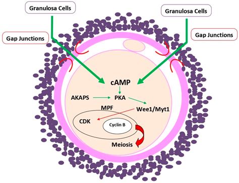 Cyclic Adenosine Monophosphate A Central Player In Gamete Development