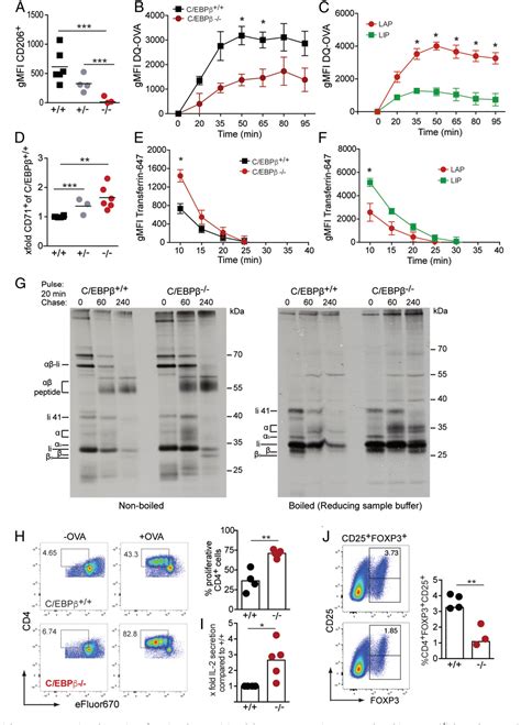 Figure 4 from The transcription factor C EBPβ orchestrates dendritic