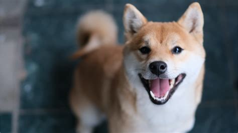 Meme Crypto Shiba Inu Skyrockets — Shib Climbs 230 In A Week Whale