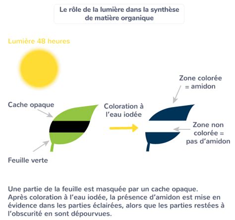 La Plante Productrice De Mati Re Organique Tle Cours Svt Kartable