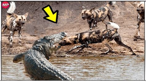 Las 14 Peleas De Animales Salvajes Más Extremas Youtube