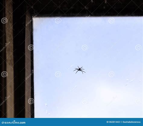 Spider In Window Stock Image Image Of Arachnid Absence 86301443