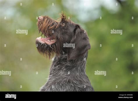 German Wirehaired Pointer Portrait Stock Photo Alamy