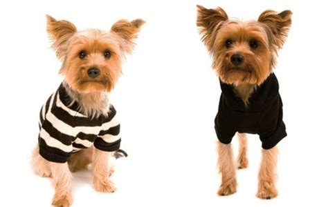 Roupa Para Cachorro Fotos E Modelos